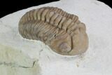 Detailed, Long Kainops Trilobite - Oklahoma #94649-2